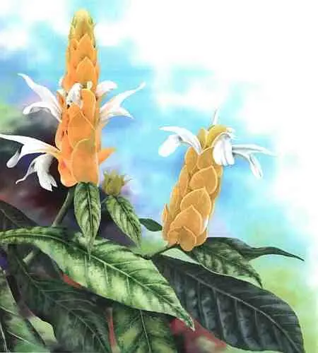 Пахистахис Соцветия многих видов ароидных растений напоминают невзрачные - фото 46