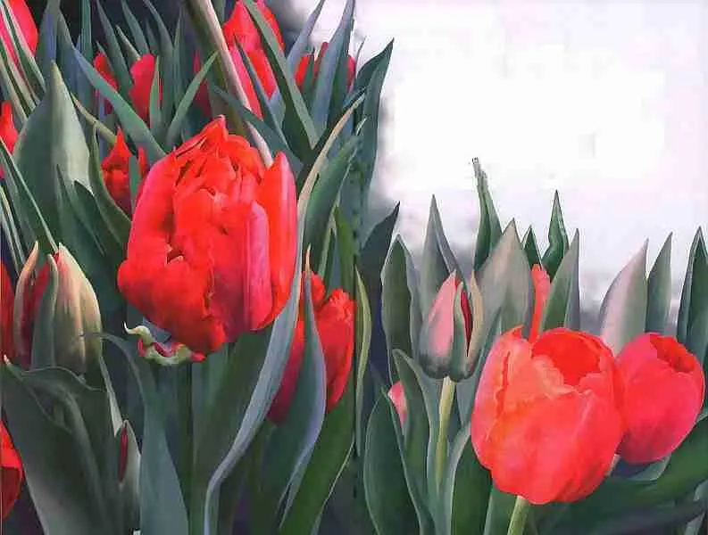 Тюльпаны Торопливое цветение Весной в лесах полянки покрываются белым или - фото 50