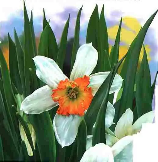 Нарциссы Растущие в садах и на садовых участках тюльпаны и нарциссы как бы - фото 51