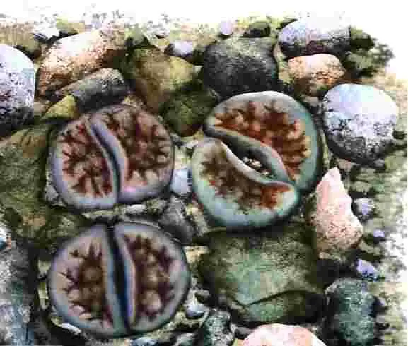 Литопсы Литопсы отлично маскируются под камни часто поверхность их листьев - фото 61