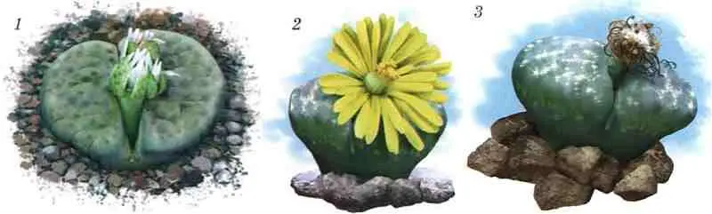 1 бутон литопса 2 цветок литопса 3 отцветший литопс Цветысимволы - фото 62