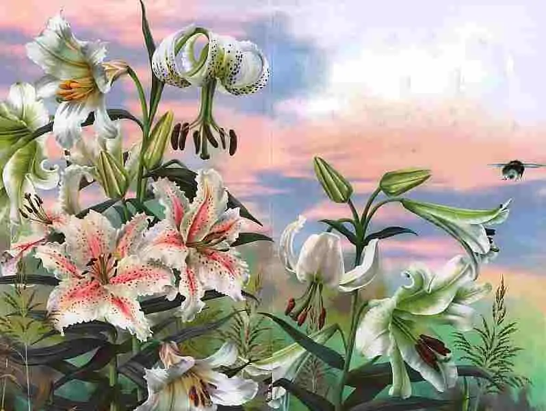 Белые лилии Во все времена и в разных странах люди с помощью цветов выражали - фото 63