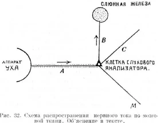 Они брали собаку Если ее кормить то слюнная железа выделяет слюну Это - фото 50