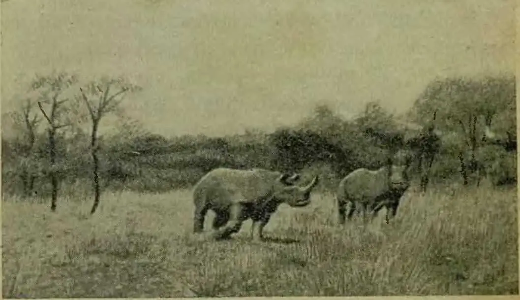 Спустя несколько дней у Пип произошла еще одна любопытная встреча с носорогами - фото 3