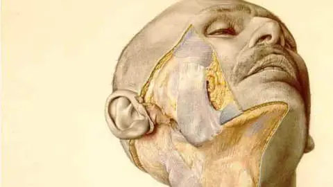 An illustration from the atlas shows a mans partially dissected cheek The - фото 1