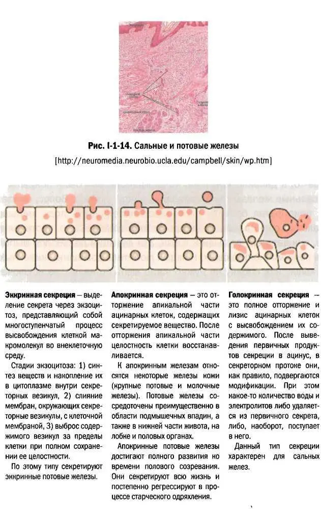 дермы Получившаяся ямка будет выстлана эпидермисом Стенка сальной железы - фото 14