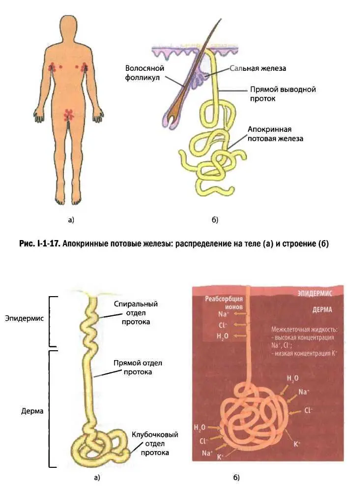 железы и во время прохождения подвергается частичной реабсорбции Капли пота - фото 16