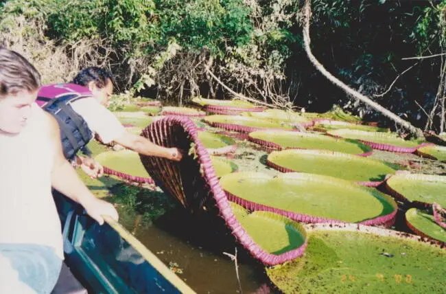 Victoria Regia фото автора После короткого перехода судно швартуется у - фото 40