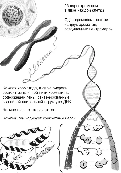 Что такое гены Гены это сегменты внутри ДНК Гены контролируют - фото 4