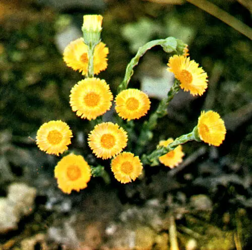 Матьимачеха Медуница Ранняя весна Цветов в лесу почти не видать Коегде - фото 1