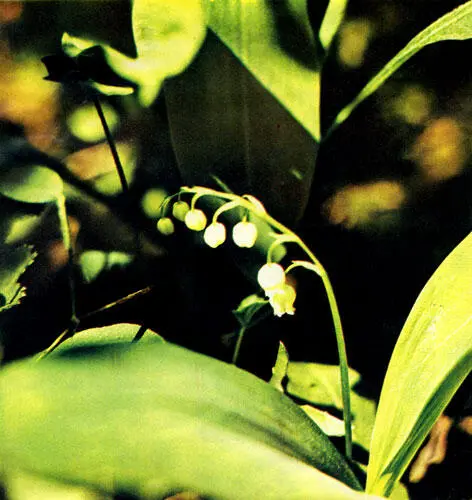 Ландыш Чистотел Чистотел высокое ветвистое растение с золотистожёлтыми - фото 5