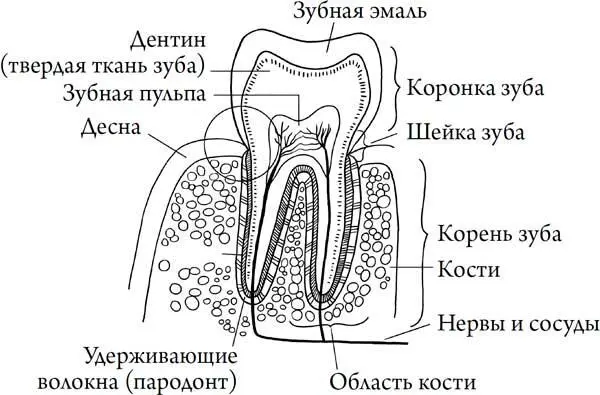 С выбором правильной зубной пасты вот какое дело Есть самые разные зубные - фото 12