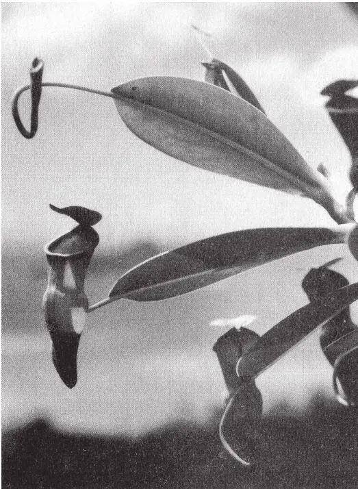 Рис 15 Псевдодизайнерский сосуд саррацении Nepenthes pervillei Сейшельские - фото 6