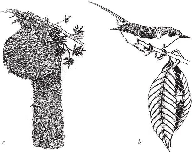Рис 17 Мастера псевдодизайна Гнезда птиц ткачика а и портнихи Orthotomus - фото 8