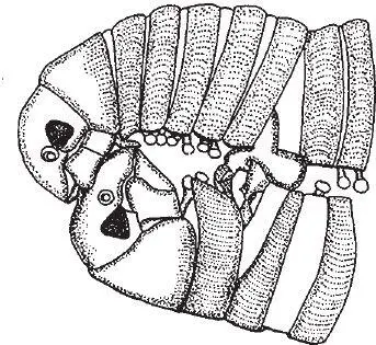 Рис 111 Многоножки Cylindroilus punctatus спариваются в миссионерской позе - фото 12