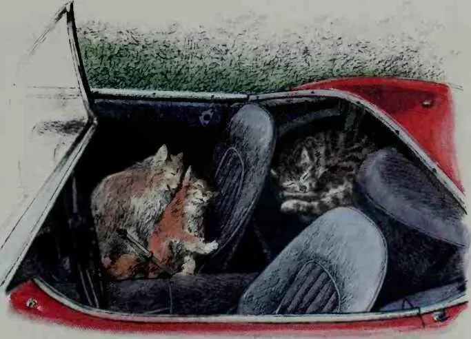 Every now and then the Owner came by in his red car with Mr and Mrs Furby so - фото 21