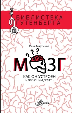 Илья Мартынов Мозг. Как он устроен и что с ним делать [litres] обложка книги