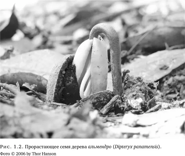 Ответы на мои вопросы заключались в семенах Пока мы с Хосе находили семена в - фото 4