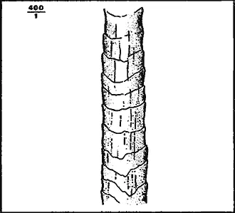 Рис 14 15 Волосы подшерстка различной тонины серой калмыцкой овцы Определяют - фото 15