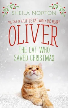 Шейла Нортон Oliver The Cat Who Saved Christmas обложка книги