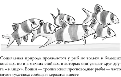 Мне нравится общительность моих боций и интересно взаимодействие у других рыб - фото 26