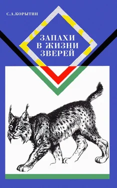 Сергей Корытин Запахи в жизни зверей обложка книги