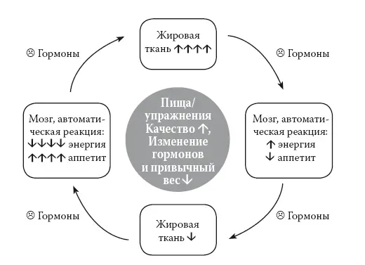 Рис 33 Повышение привычного веса Однако если организм получает - фото 7