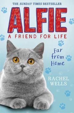 Рейчел Уэллс Alfie Far From Home обложка книги