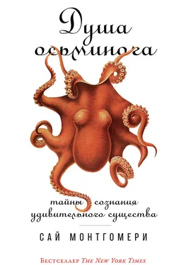 Сай Монтгомери Душа осьминога. Тайны сознания удивительного существа обложка книги