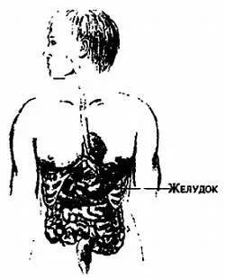 Рис 8 Расположение желудка Что вы там чувствуете Каков его вес Какая у - фото 9