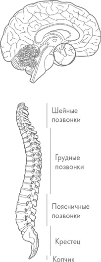 Эти гормоны помогают нам сохранять максимальную производительность в течение - фото 57