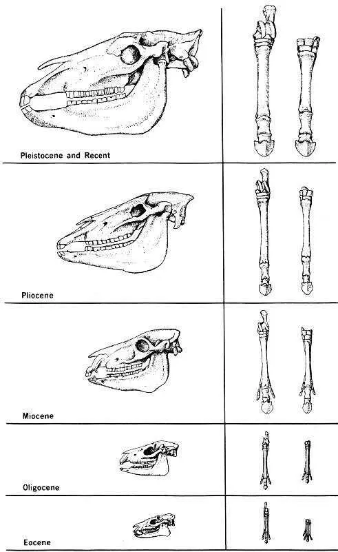 Evolution of the horse skull hindfoot and forefoot shown Note the changes - фото 11