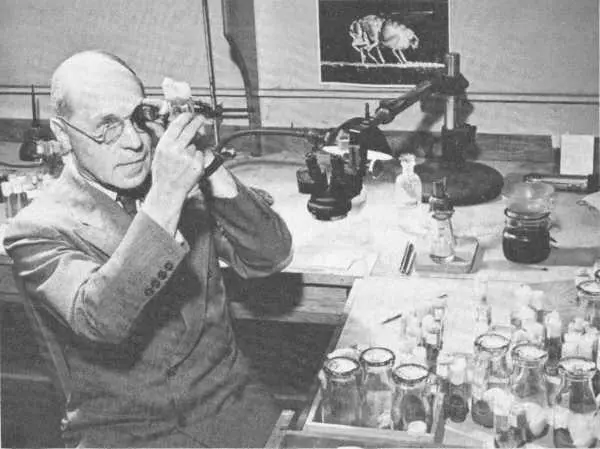 Geneticist Hermann J Muller studying Drosophila in his laboratory Dr Muller - фото 12