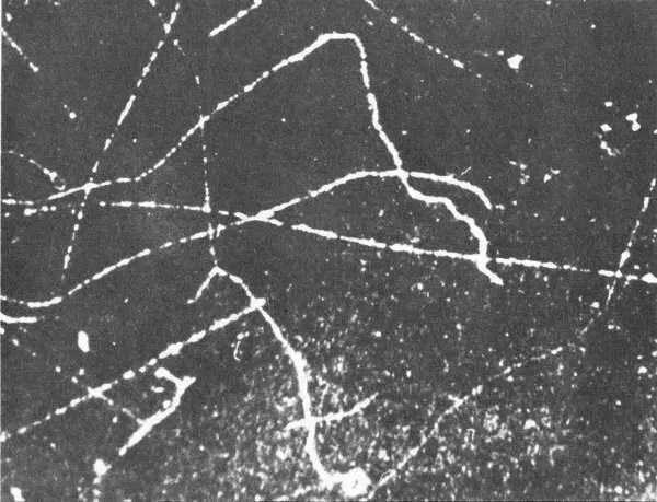 Beta particles originating at left leave these tracks in a cloud chamber Note - фото 15