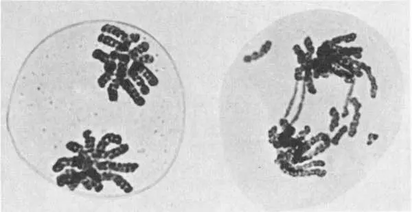 Effects of ionizing radiation on chromosomes Left a normal plant cell showing - фото 16
