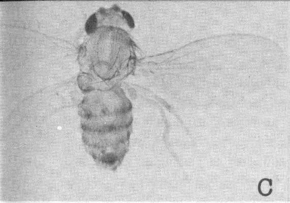 Threewinged fly with partial double thoraxes Threewinged fly with - фото 21