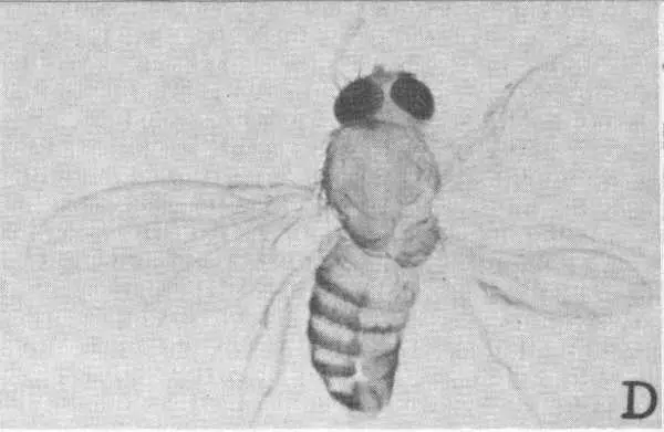 Threewinged fly with partial double thoraxes Mutations can be brought about - фото 22