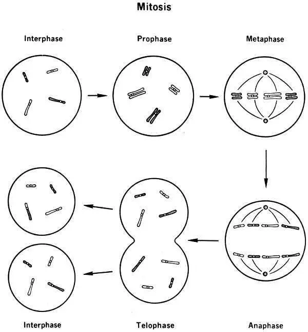 Mitosis Diagram depicting Interphase Prophase Metaphase Anaphase - фото 4