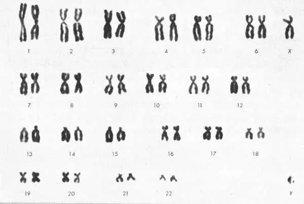 The separate chromosomes in a dividing cell are photographed and then can be - фото 7