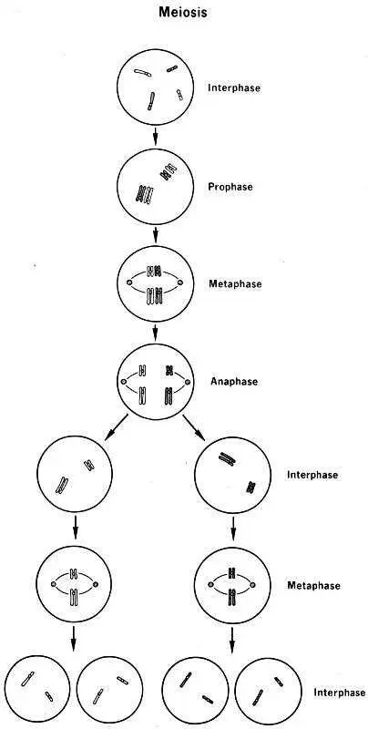 Meiosis Diagram depicting Interphase Prophase Metaphase Anaphase - фото 9