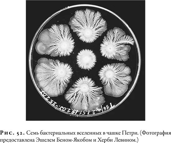 Хотя у бактерий нет математических знаний для изучения собственных - фото 51