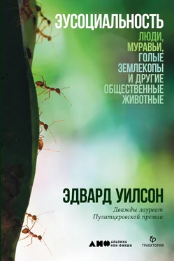 Эдвард Уилсон Эусоциальность [Люди, муравьи, голые землекопы и другие общественные животные] [litres] обложка книги