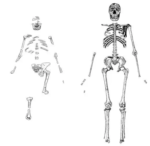 Скелет Australopithecus afarensis Люси слева в сравнении со скелетом Homo - фото 5
