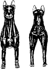 Рис 13 Мышечная анатомия АНАТОМИЯ СКЕЛЕТНАЯAnatomy Skeletal С научной - фото 13