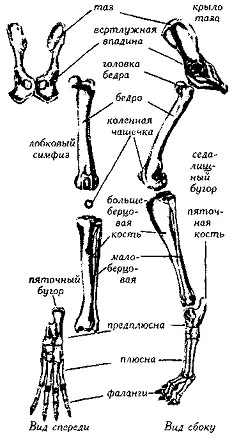 Рис 24 Задние конечности кости БЕДРОHip hips По сути дела тазобедренный - фото 24
