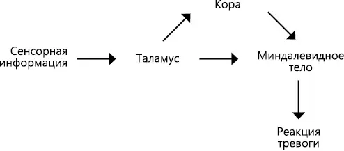 Рис 2 Два нервных пути отвечающих за тревогу Рисунок демонстрирует два пути - фото 8