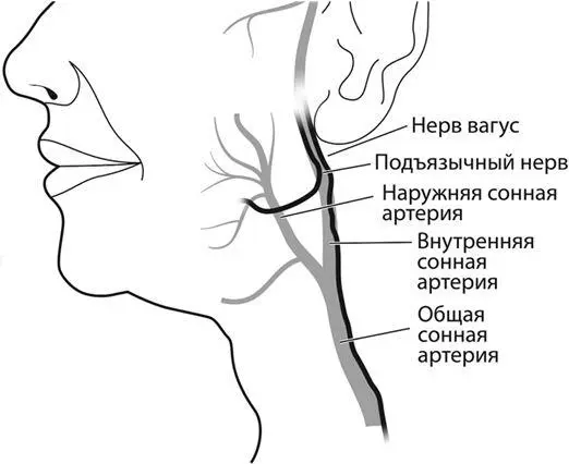 Чем можно объяснить такой эффект В области шеи где ощущается пульсация - фото 94