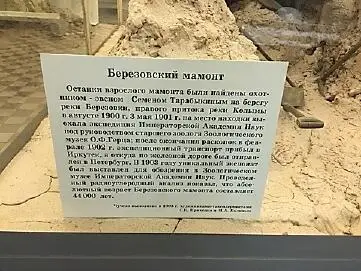 В 1972 г обнаружен скелет Чурапчинского носорога с остатками кожи и шерсти - фото 52