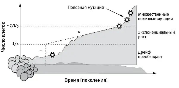 рис 41Типичная судьба клонов бесполых организмов в ходе адаптации - фото 16