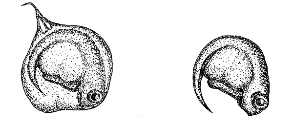 рис 112Эмбрионы плацентарной рыбки Poeciliopsis presidionis Слева - фото 41